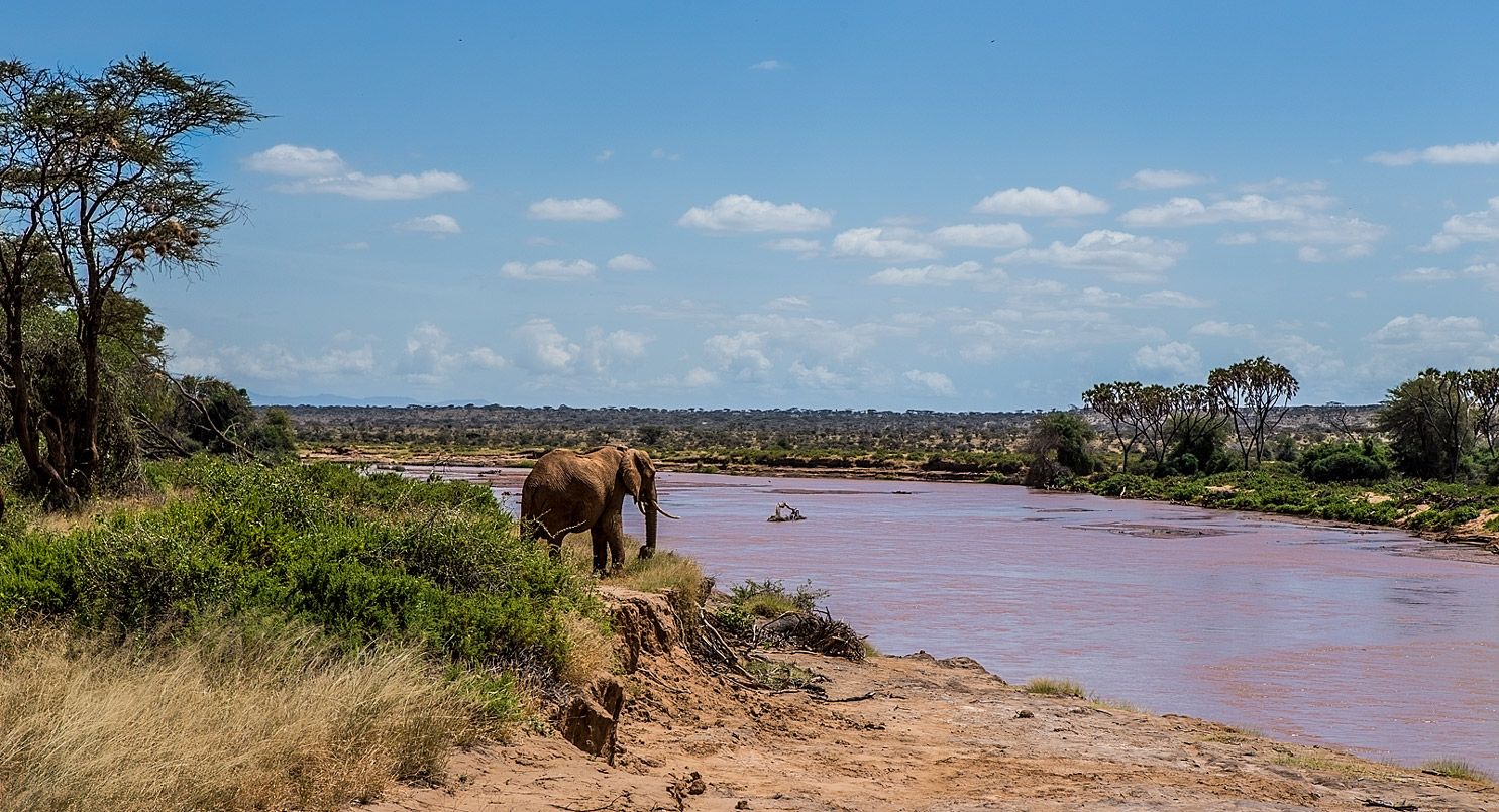 Elefant am Fluß