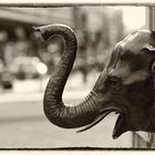 Elefant am Gotheplatz