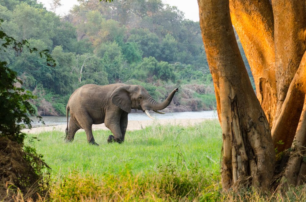 Elefant am Karongwe