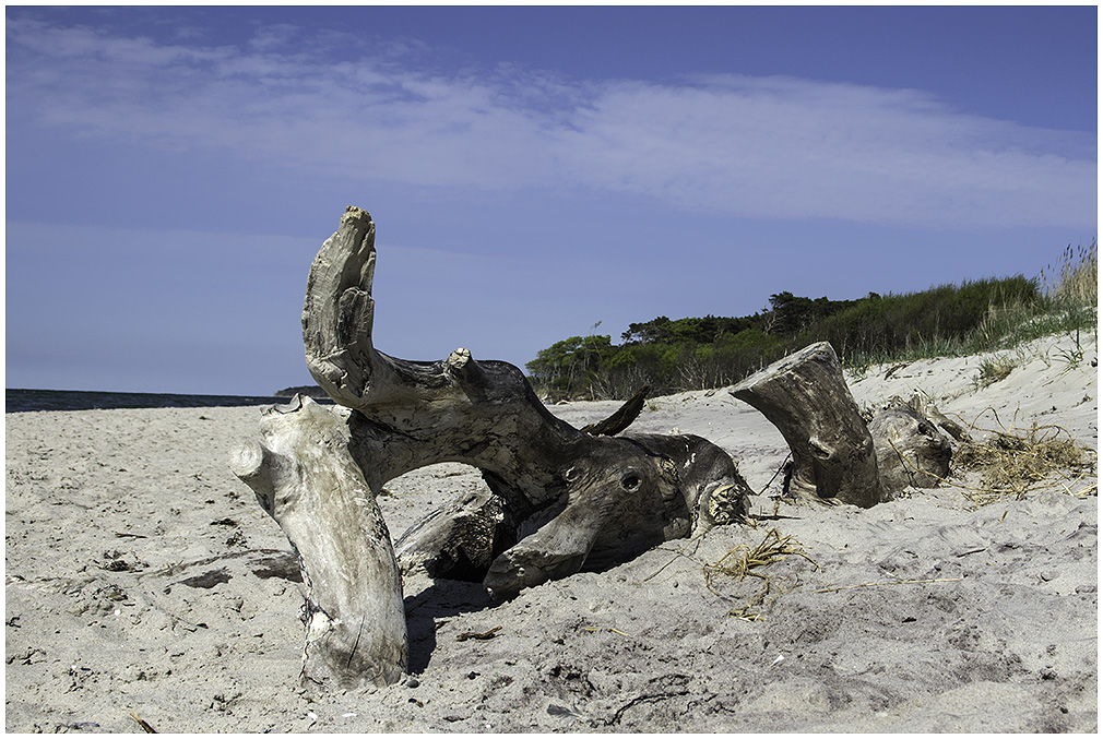 Elefant am Strand