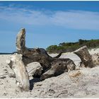 Elefant am Strand