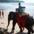 Elefant am Strand