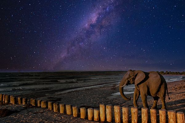 Elefant am Strand in Nienhagen