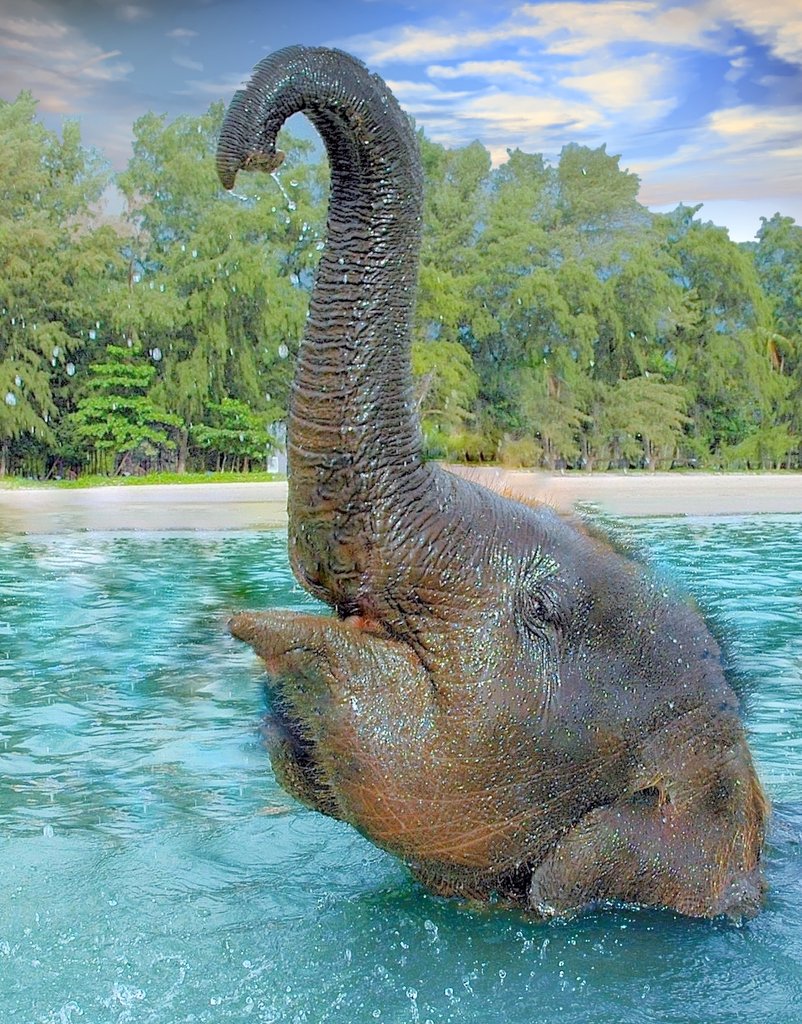 Elefant  am Strand in  Phuket (fotomanny@ok.de)