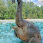 Elefant  am Strand in  Phuket (fotomanny@ok.de)