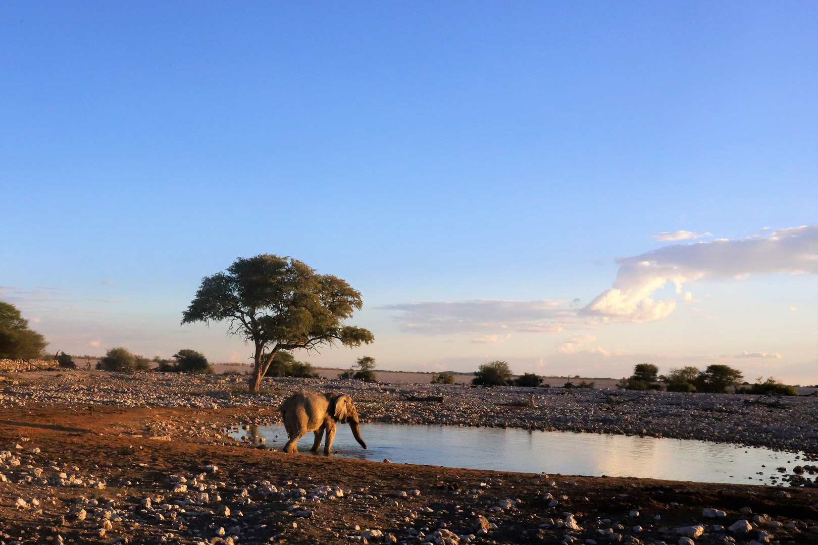 Elefant am Wasser