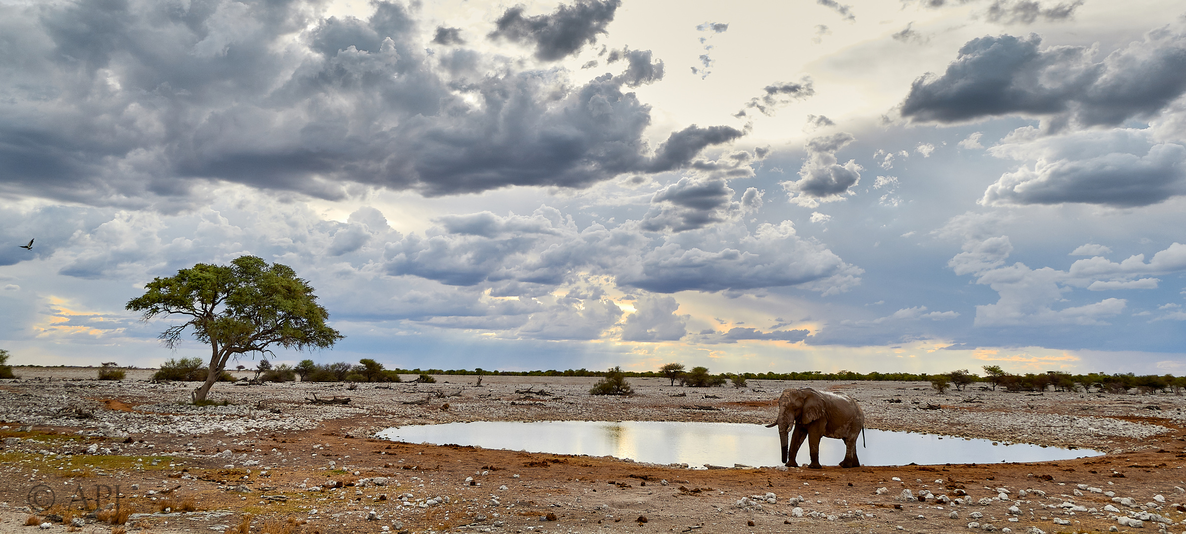 Elefant am Wasser