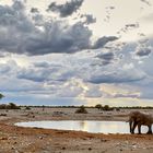 Elefant am Wasser