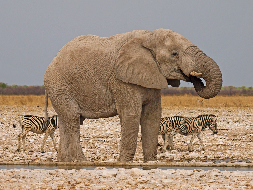 Elefant am Wasserloch