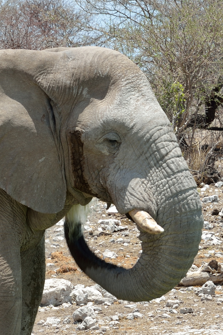 Elefant am Wasserloch 1