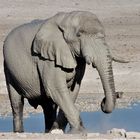 Elefant am Wasserloch