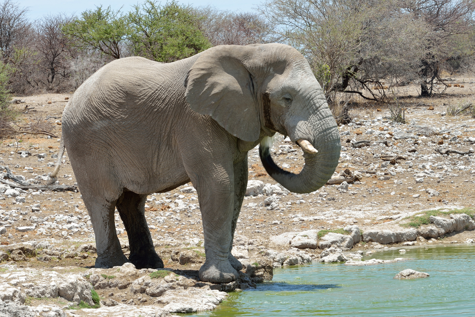 Elefant am Wasserloch 2