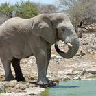 Elefant am Wasserloch 2