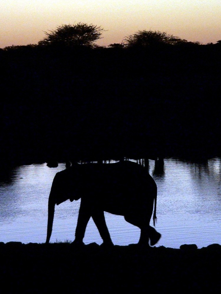 Elefant am Wasserloch