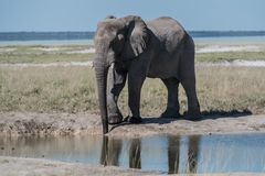 Elefant am Wasserloch