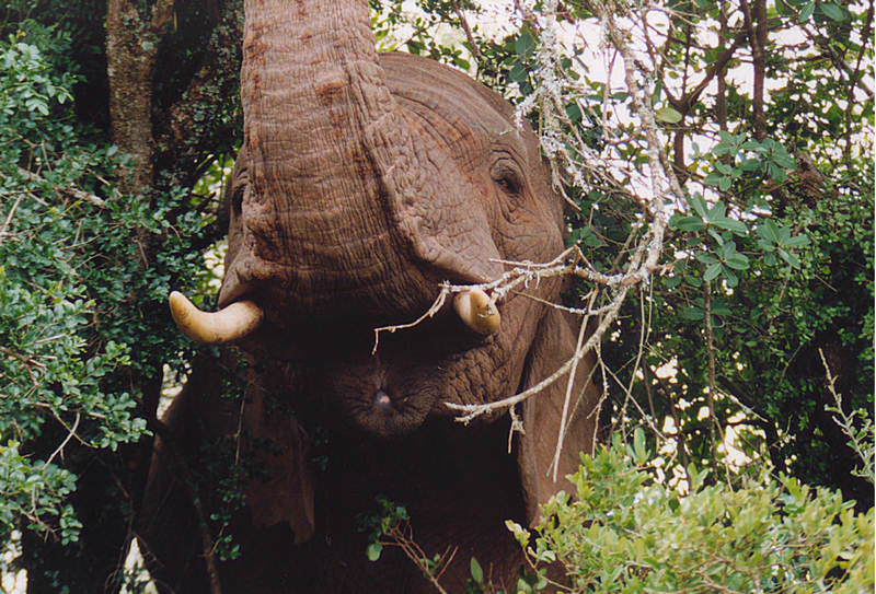 Elefant am Wegesrand