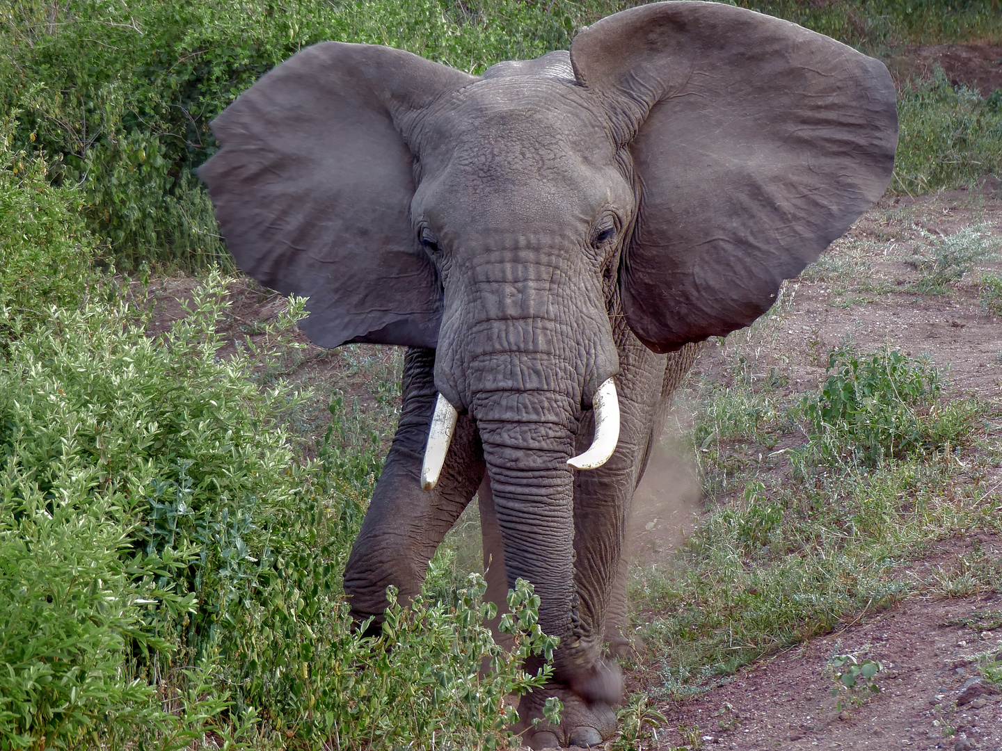 Elefant am Wegesrand