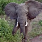 Elefant am Wegesrand