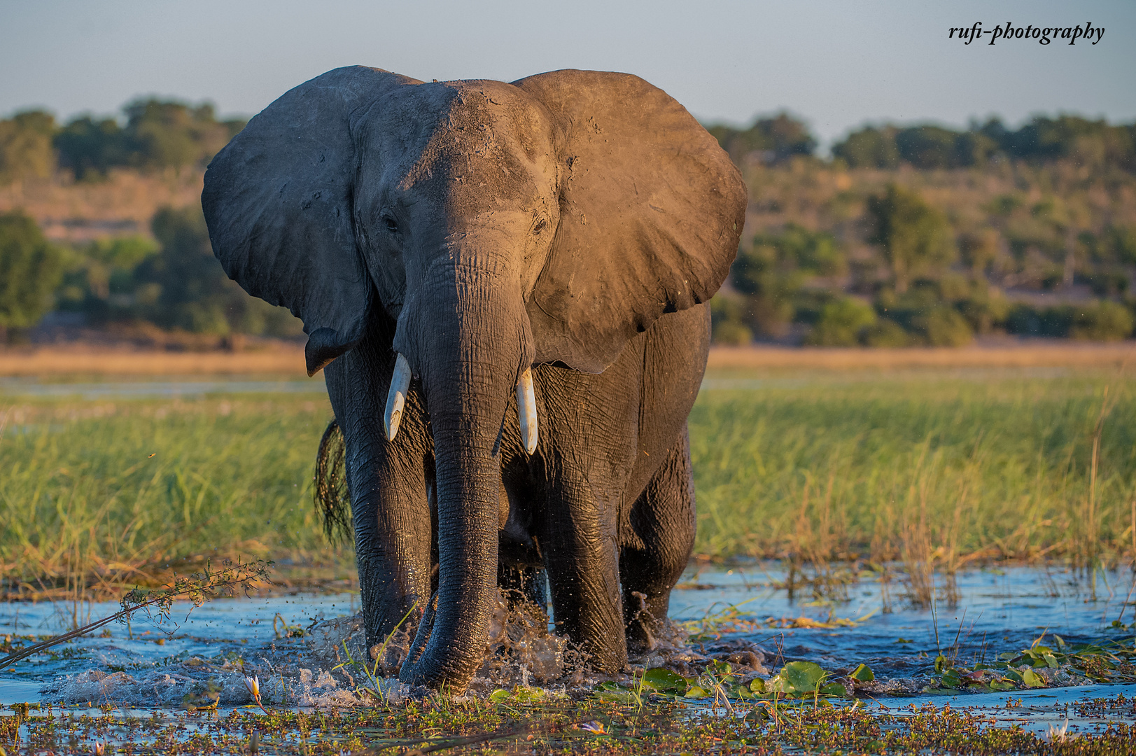 Elefant an der Chobe River Front in Botswana
