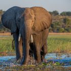 Elefant an der Chobe River Front in Botswana