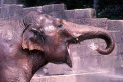 Elefant an der Tankstelle