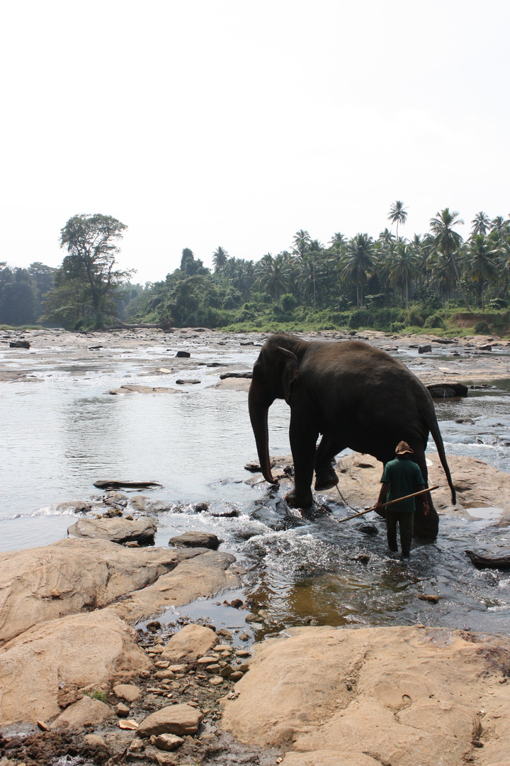 Elefant an Ketten