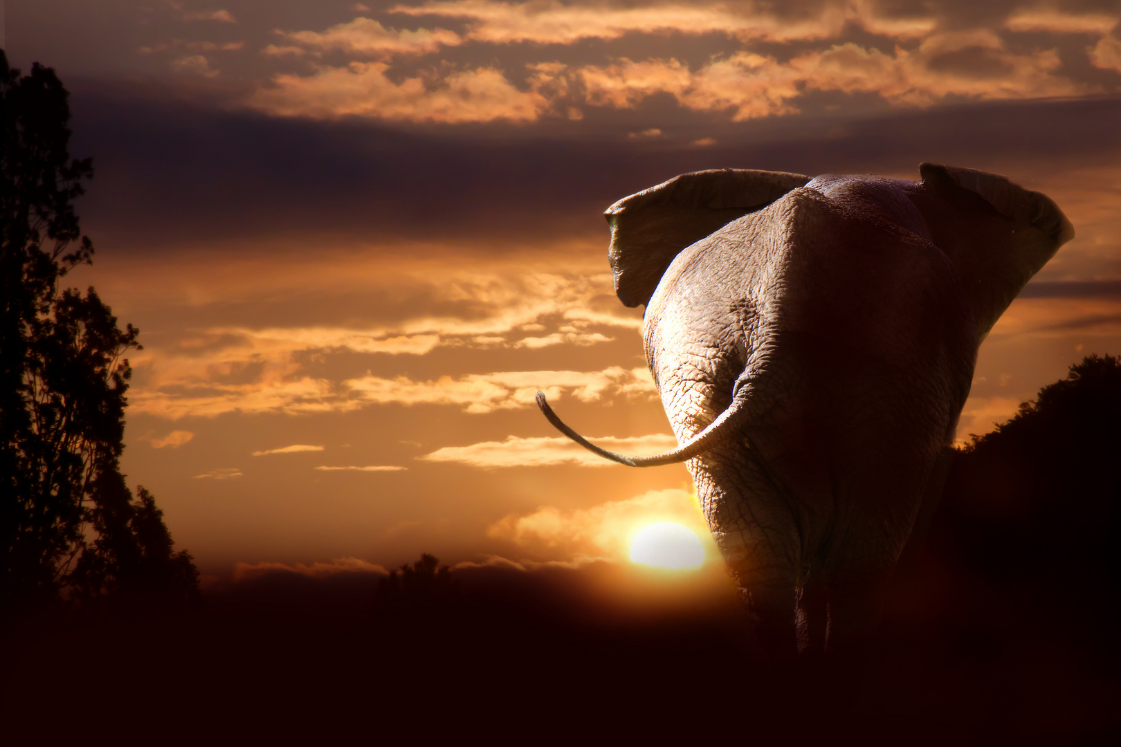 Elefant and sunset