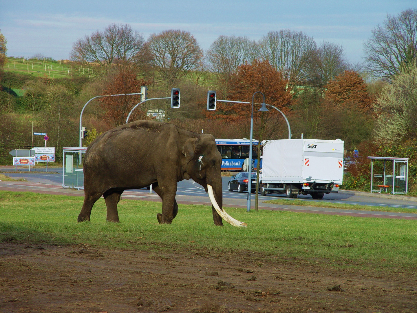 Elefant auf abwegen