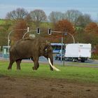 Elefant auf abwegen