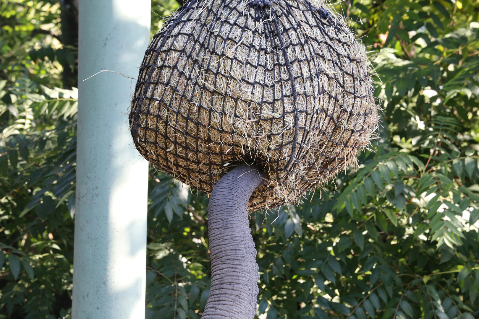 Elefant auf Futtersuche