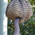 Elefant auf Futtersuche