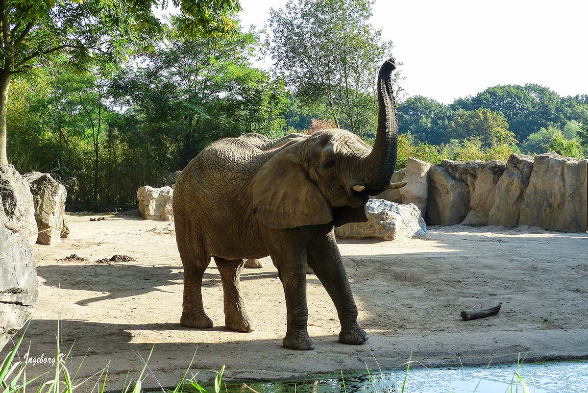 Elefant auf Futtersuche oder angriffslustig?