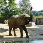 Elefant auf Futtersuche oder angriffslustig?