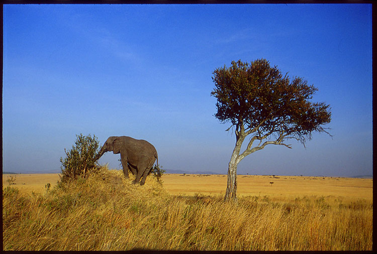 elefant auf hügel