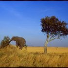 elefant auf hügel