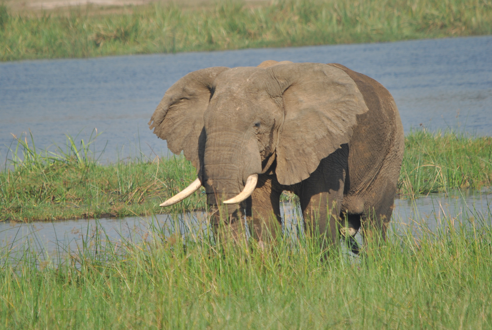 Elefant auf Insel