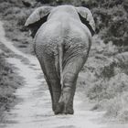 Elefant auf seinem Weg