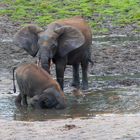 Elefant auf Tauchstation