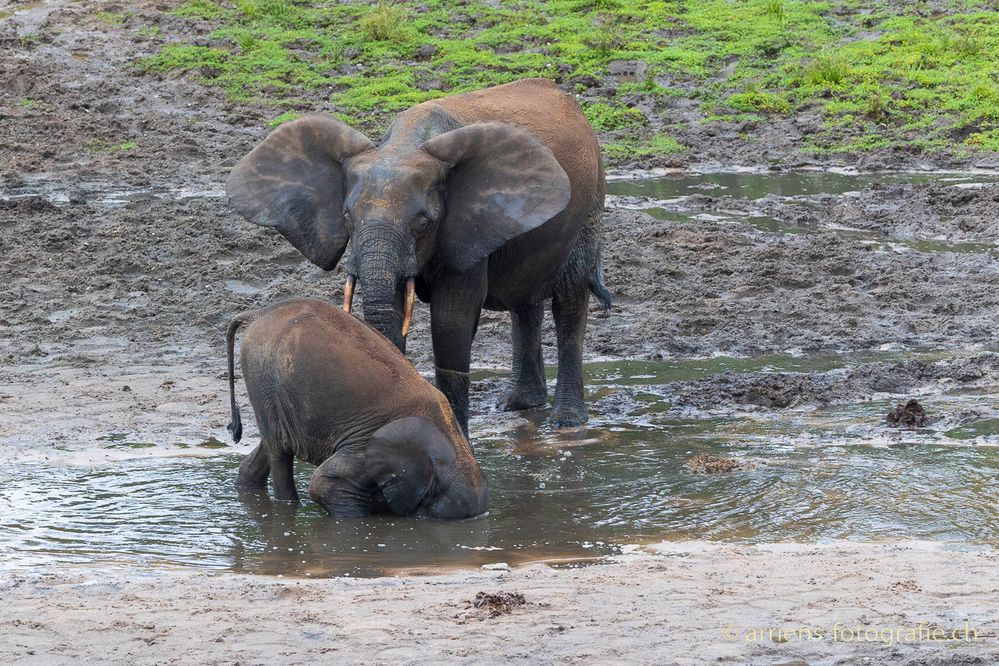 Elefant auf Tauchstation