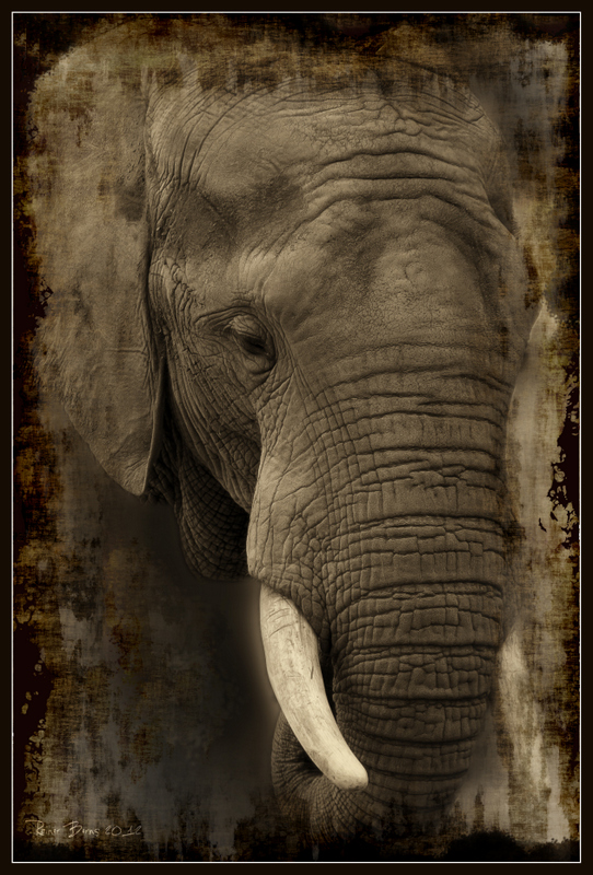 Elefant aus der Serie Wildlife