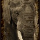 Elefant aus der Serie Wildlife