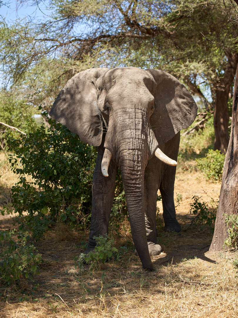 Elefant aus nächster Nähe