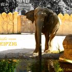 elefant