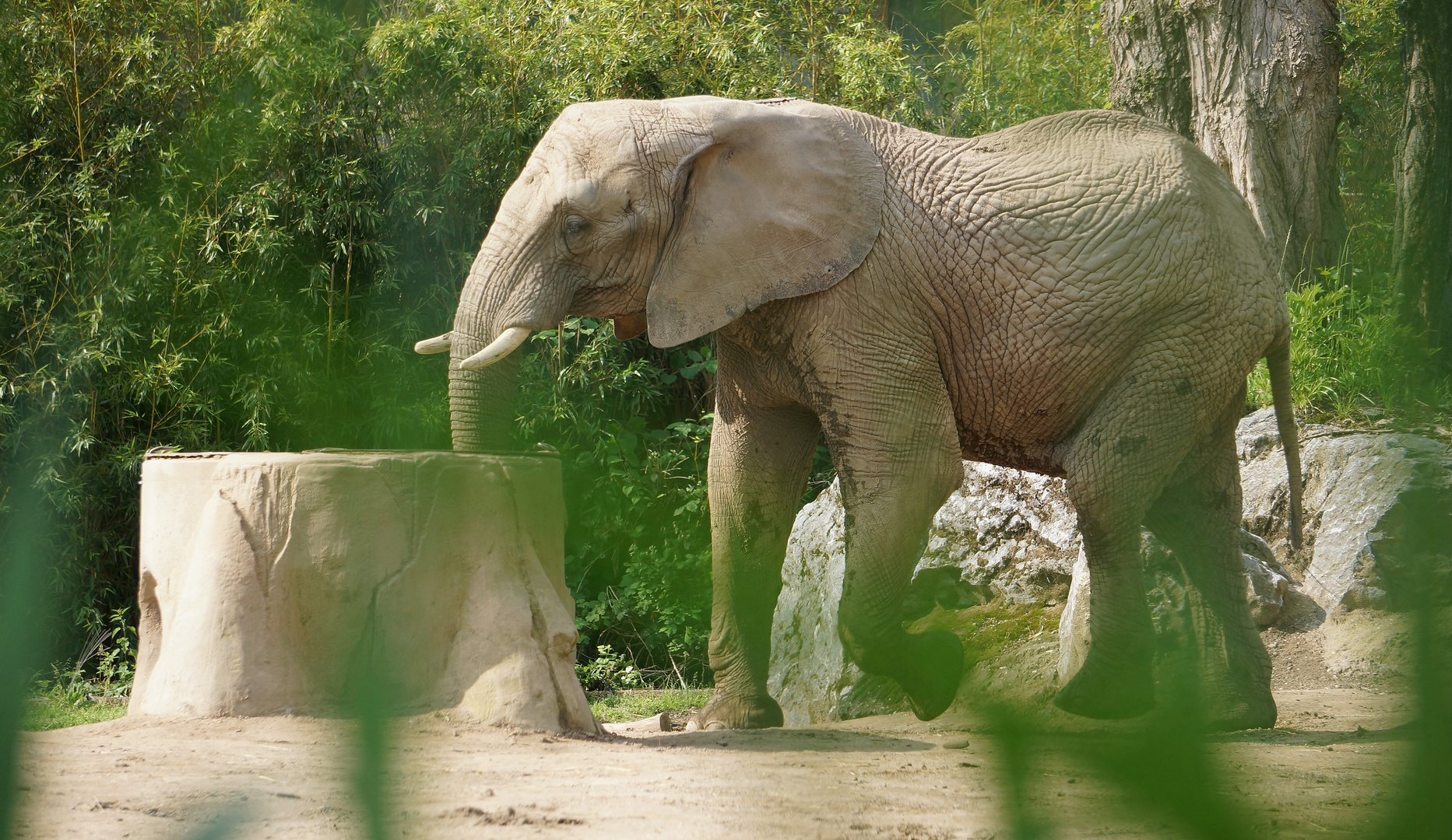 Elefant