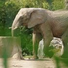 Elefant