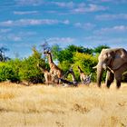 Elefant bei den Giraffen