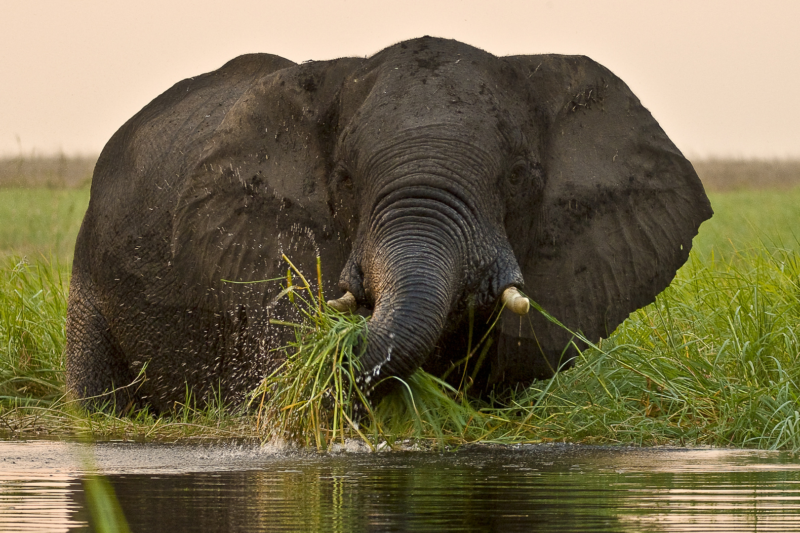 Elefant bei der Abendmalzeit