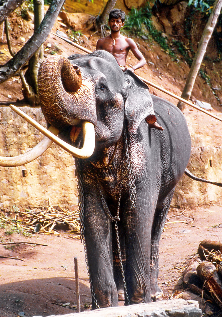 Elefant bei der Arbeit 1