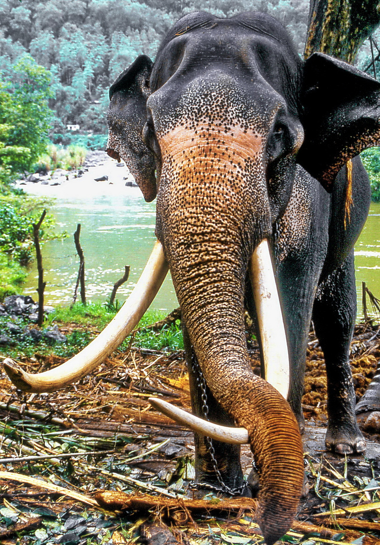 Elefant bei der Arbeit 3 ...riesen Rüssel und Stoßzähne