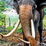 Elefant bei der Arbeit 3 ...riesen Rüssel und Stoßzähne